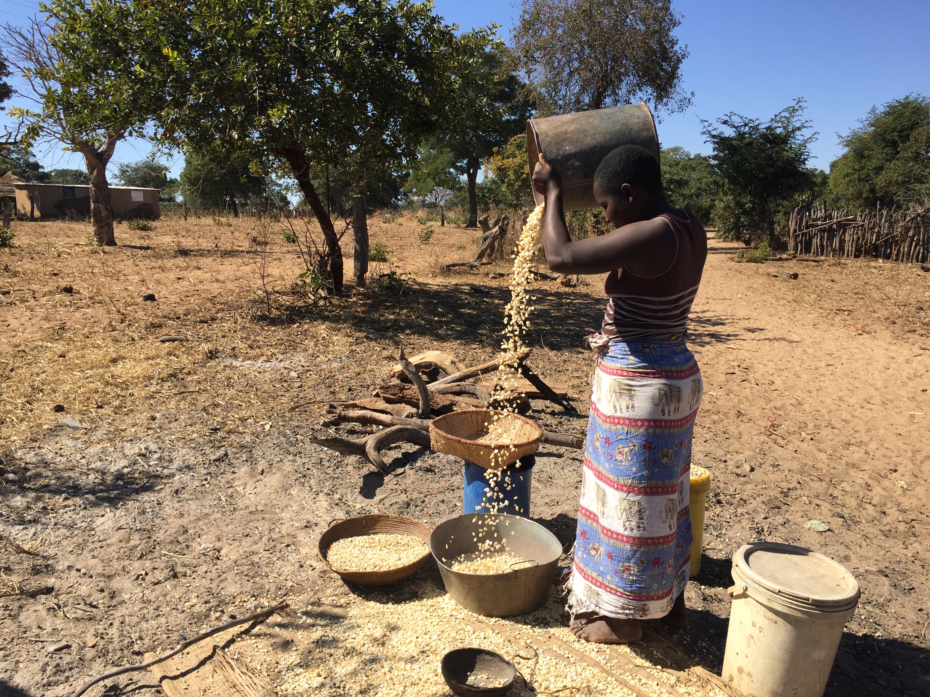 Woman winnowing buckets of maize