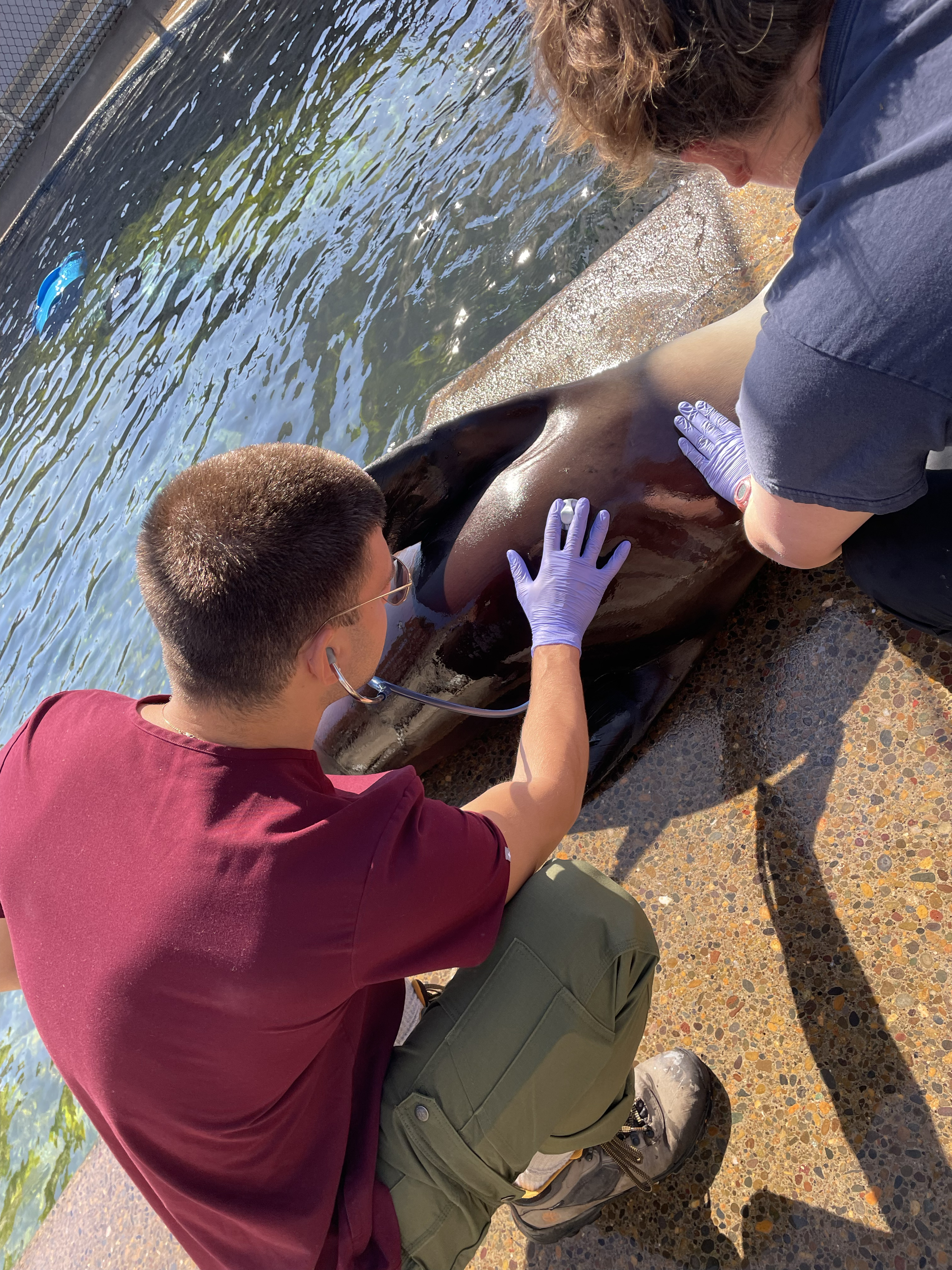 Assisting with the routine physical exam of a resident California sea lions at the Oregon Coast Aquarium.