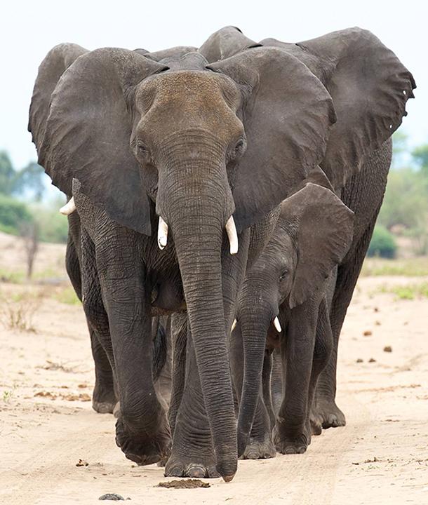 Elephant