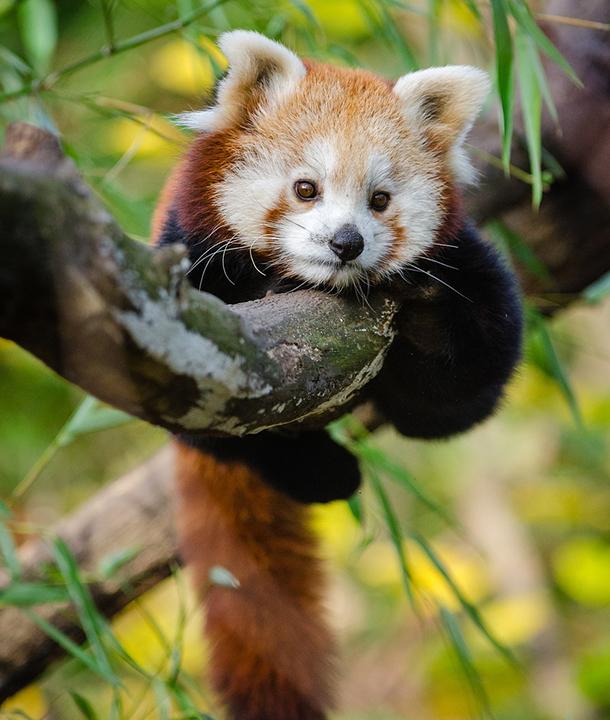Red Panda