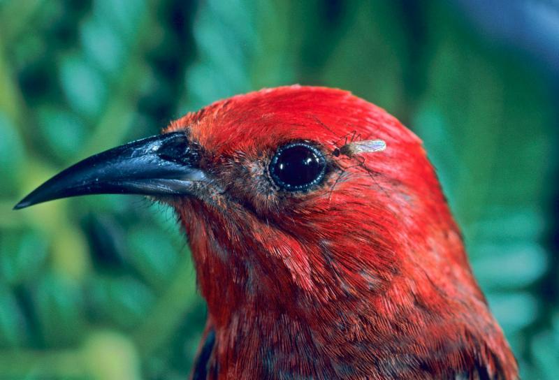 Hawai'ian Apapane bird with mosquito in eye