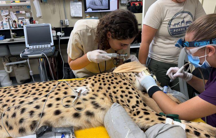 Sage examining a sedated cheetah